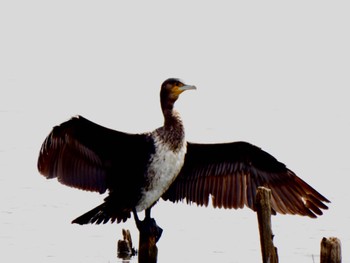 Great Cormorant 多々良沼 Sun, 4/7/2024