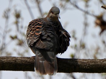 Oriental Turtle Dove 多々良沼 Sun, 4/7/2024