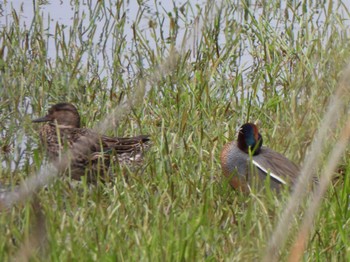 Eurasian Teal 多々良沼 Sun, 4/7/2024