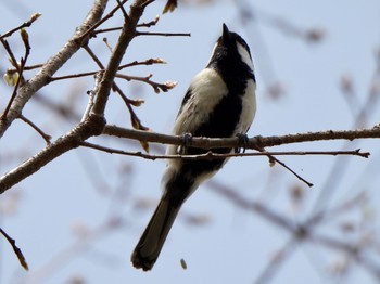 Japanese Tit 多々良沼 Sun, 4/7/2024