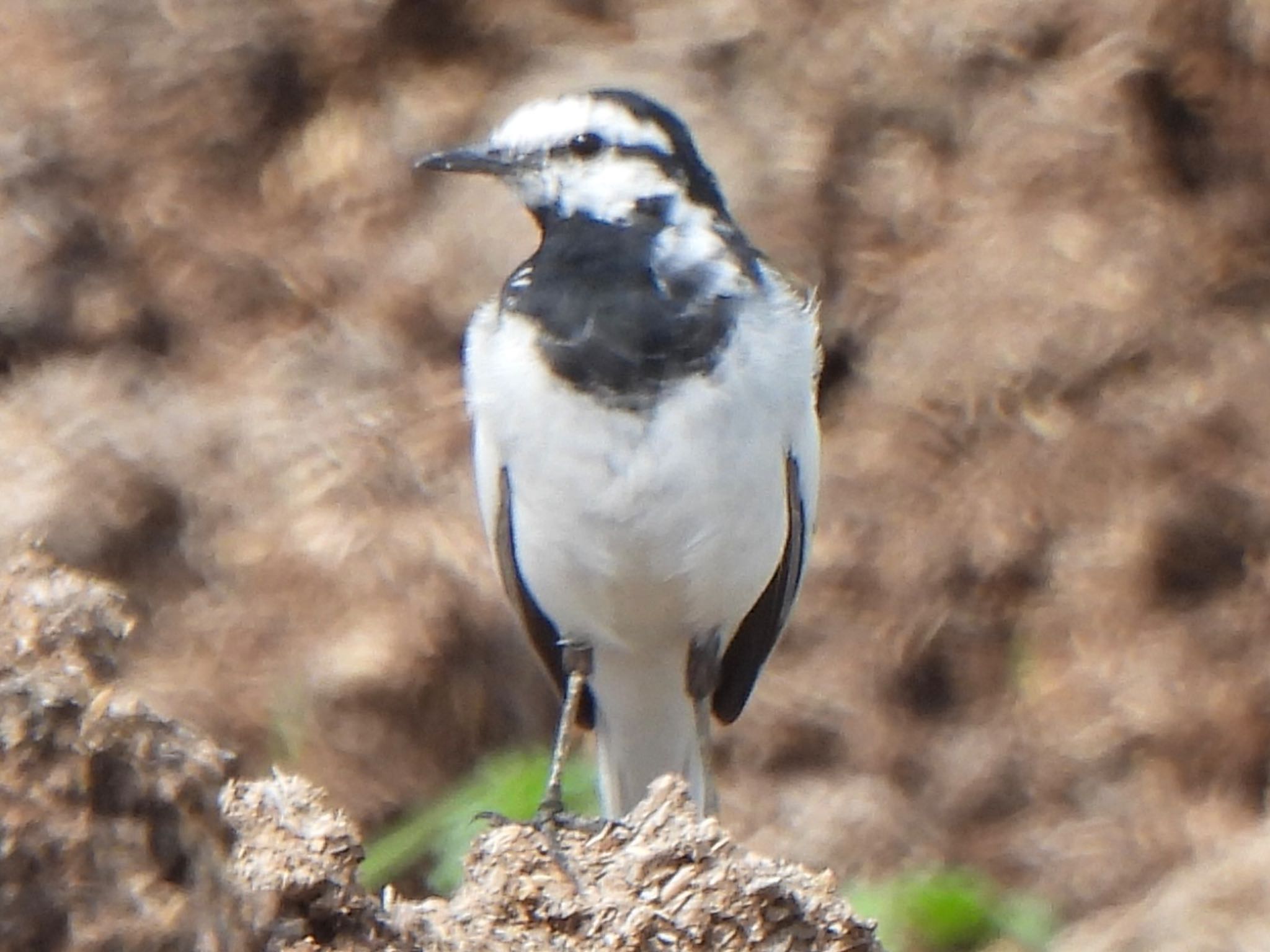 Photo of White Wagtail at 多々良沼 by ツピ太郎