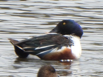 Northern Shoveler 多々良沼 Sun, 4/7/2024