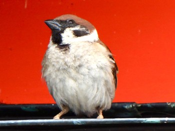 Eurasian Tree Sparrow 多々良沼 Sun, 4/7/2024