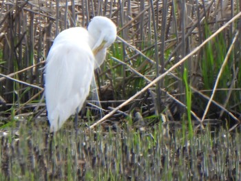 Great Egret 多々良沼 Sun, 4/7/2024