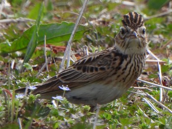 Eurasian Skylark 多々良沼 Sun, 4/7/2024