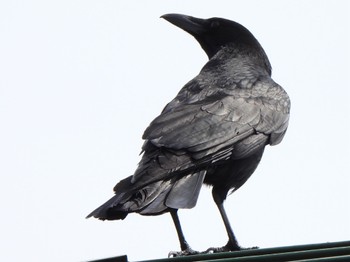 Carrion Crow 多々良沼 Sun, 4/7/2024