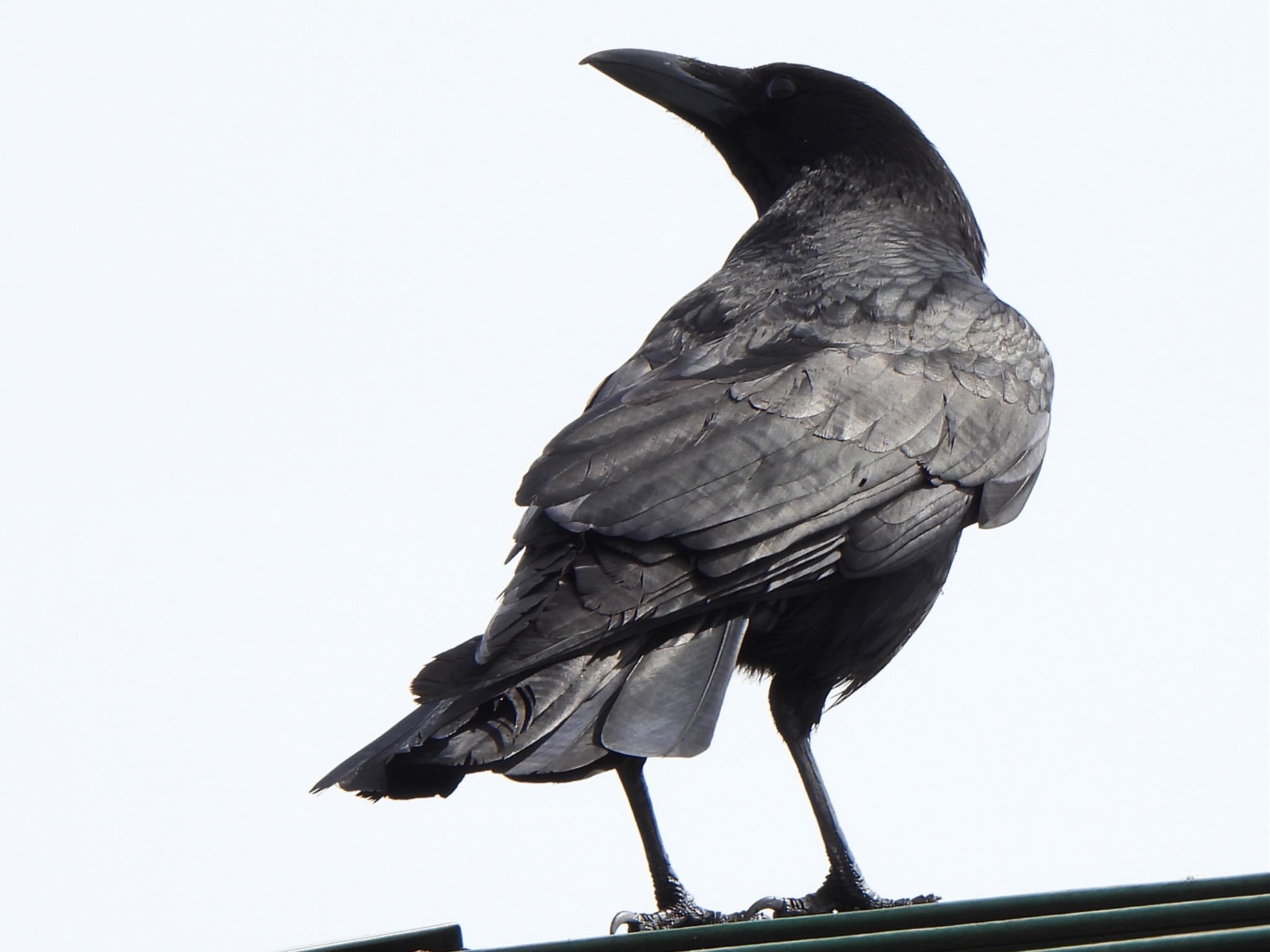 Photo of Carrion Crow at 多々良沼 by ツピ太郎