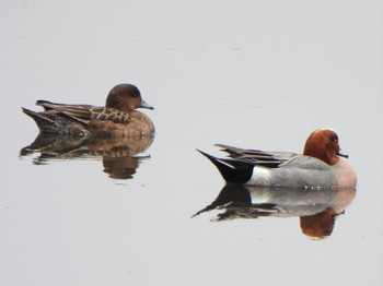 Eurasian Wigeon 多々良沼 Sun, 4/7/2024