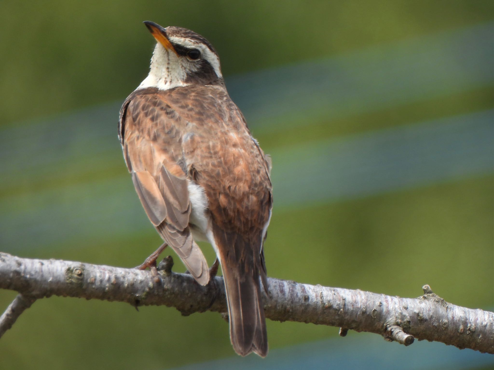 Dusky Thrush