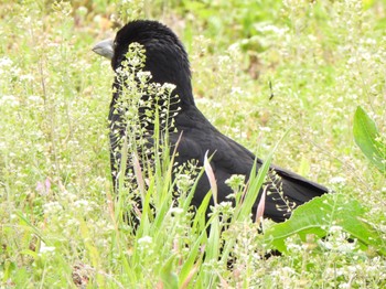 Large-billed Crow 多々良沼 Sun, 4/7/2024