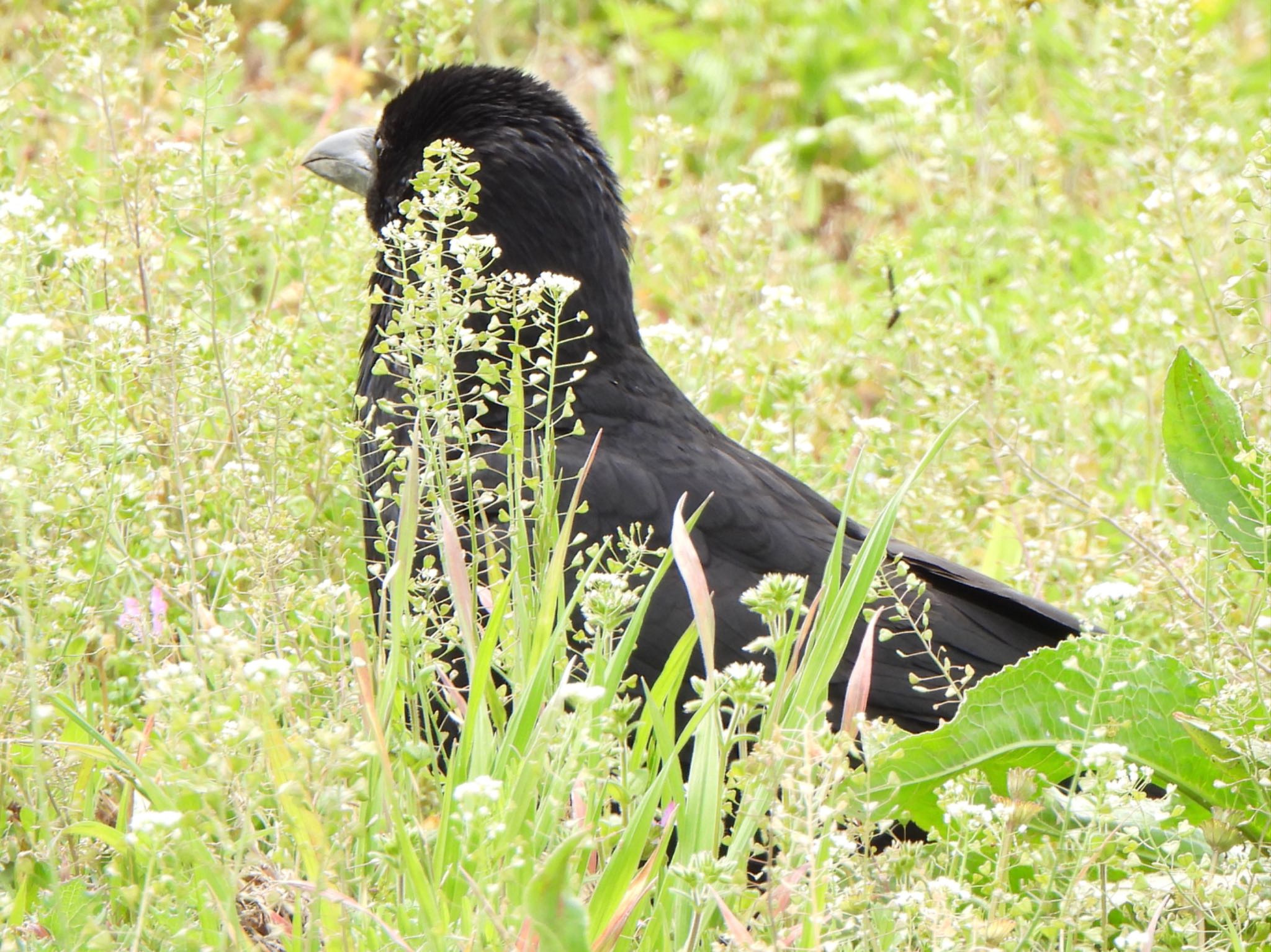 Photo of Large-billed Crow at 多々良沼 by ツピ太郎