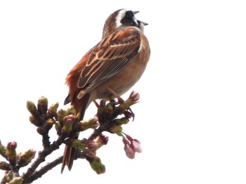 Meadow Bunting 多々良沼 Sun, 4/7/2024