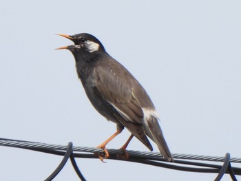 White-cheeked Starling 多々良沼 Sun, 4/7/2024