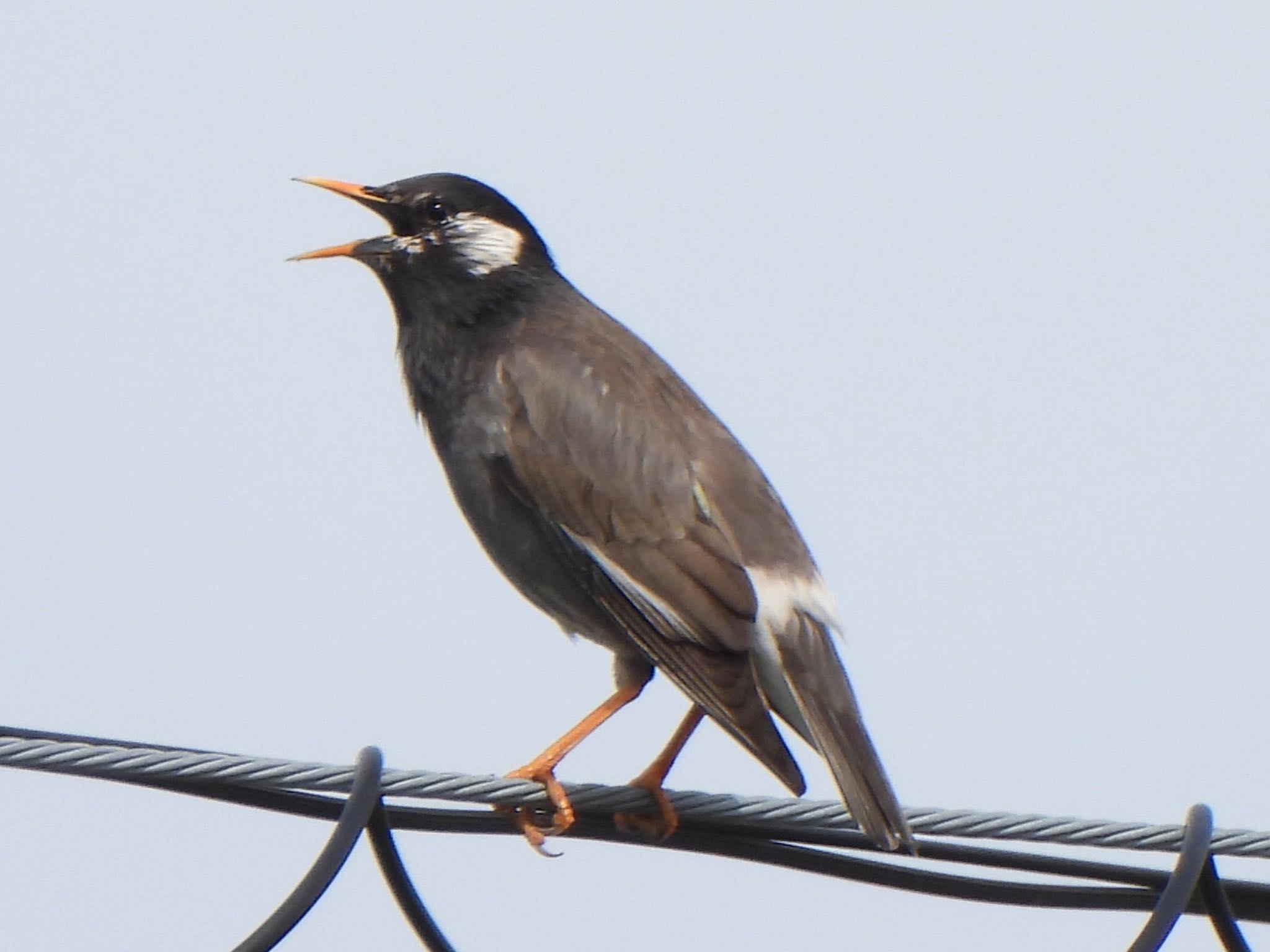 Photo of White-cheeked Starling at 多々良沼 by ツピ太郎