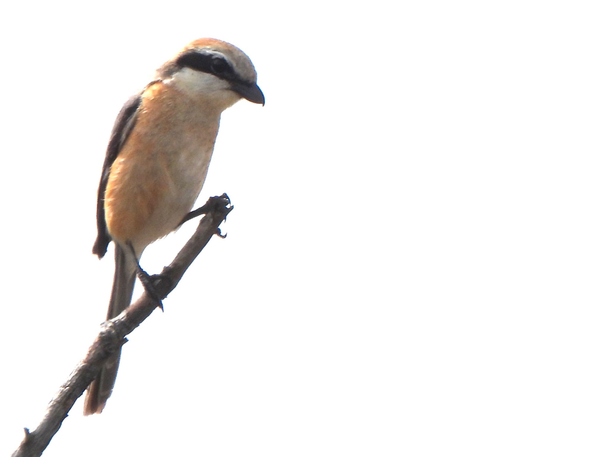 Bull-headed Shrike