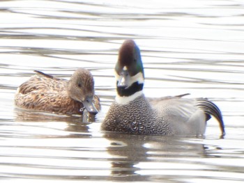 Falcated Duck 多々良沼 Sun, 4/7/2024