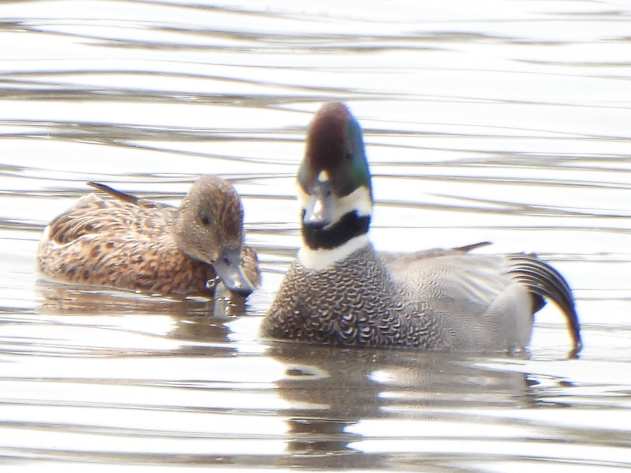 Photo of Falcated Duck at 多々良沼 by ツピ太郎