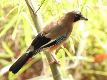 Eurasian Jay 多々良沼 Sun, 4/7/2024