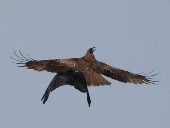 Black Kite 多々良沼 Sun, 4/7/2024