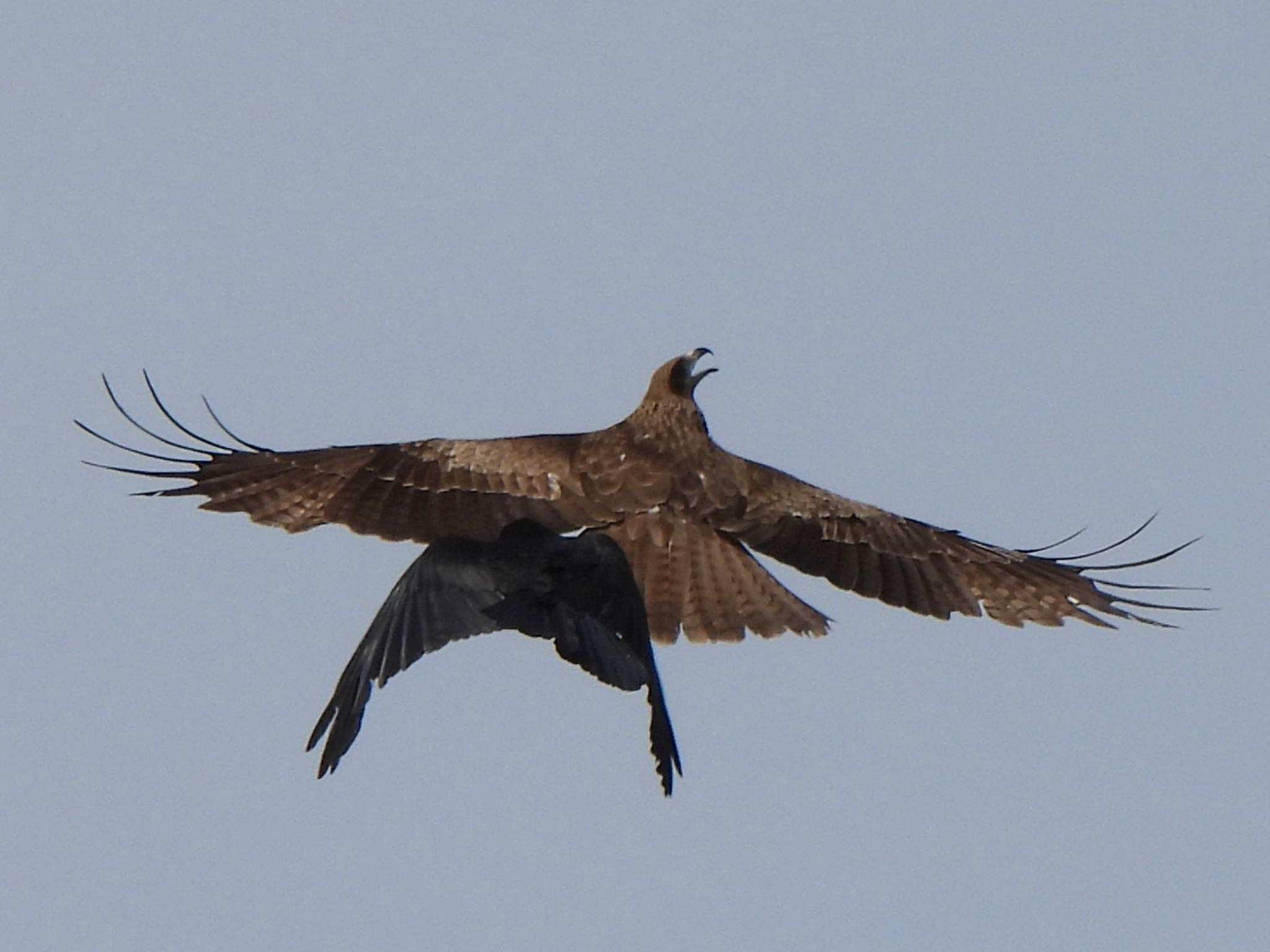 Photo of Black Kite at 多々良沼 by ツピ太郎