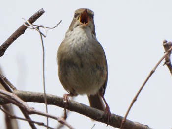 Japanese Bush Warbler 多々良沼 Sun, 4/7/2024