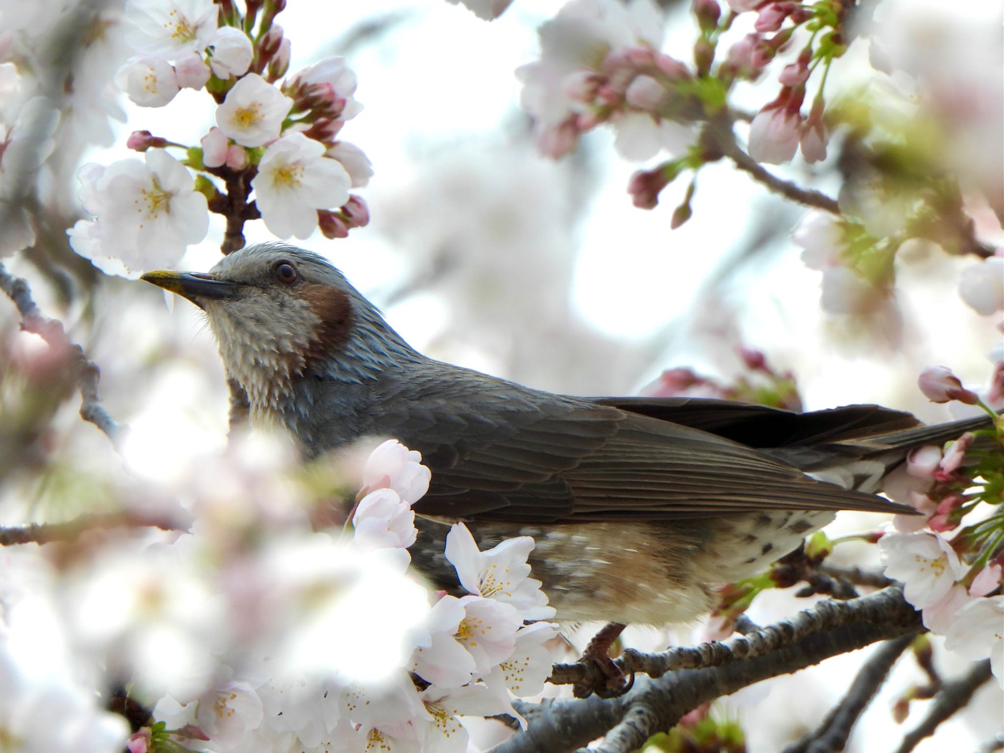 Brown-eared Bulbul