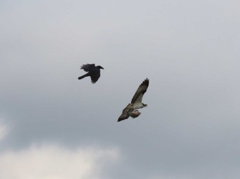 Osprey Izunuma Sat, 4/6/2024