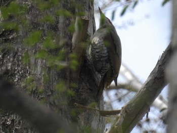 アオゲラ 秋が瀬公園 2024年4月11日(木)