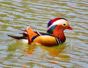 Mandarin Duck 中島公園 Thu, 4/11/2024