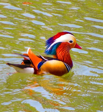 Mandarin Duck 中島公園 Thu, 4/11/2024