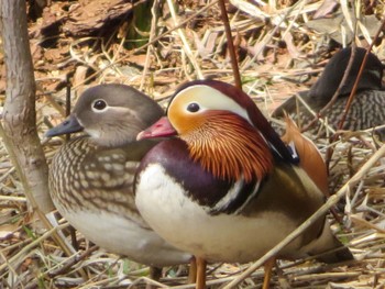 Mandarin Duck 中島公園 Thu, 4/11/2024