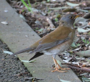 シロハラ 野鳥の池 2024年4月11日(木)