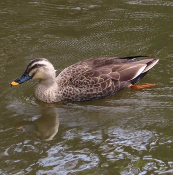 カルガモ 野鳥の池 2024年4月11日(木)