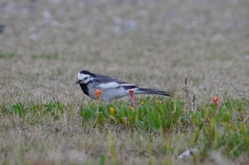 White Wagtail(leucopsis) 宇宿漁港 Sun, 3/24/2024