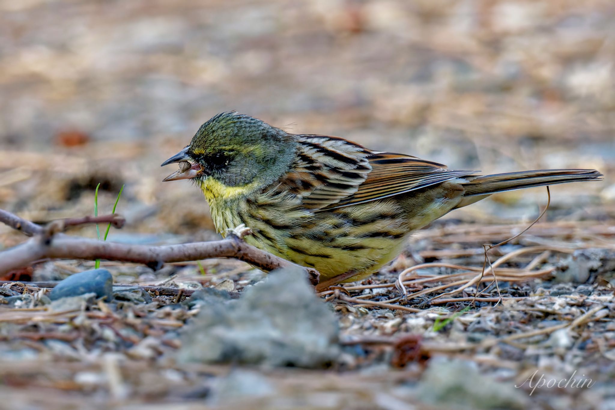 Photo of Masked Bunting at Maioka Park by アポちん