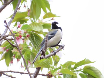 2024年4月11日(木) 八千代総合運動公園の野鳥観察記録