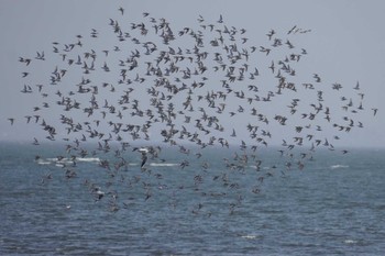 Dunlin Sambanze Tideland Sun, 3/31/2024