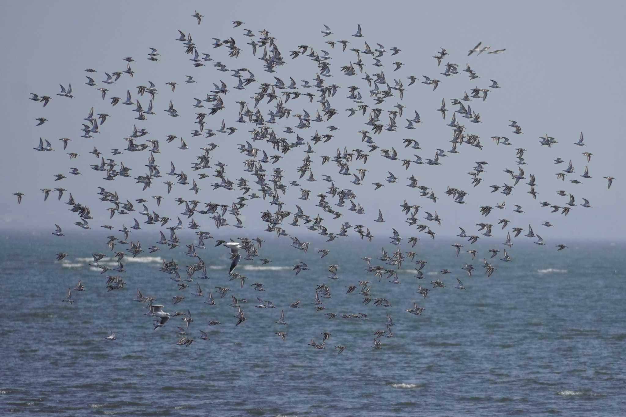 Photo of Dunlin at Sambanze Tideland by たっちゃんち