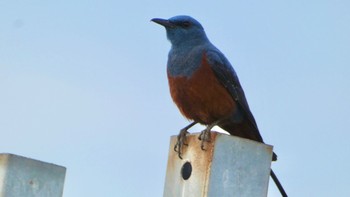 Blue Rock Thrush 自宅前 Wed, 4/10/2024