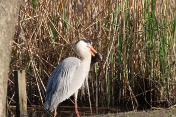 Grey Heron 上谷沼調整池 Thu, 4/11/2024