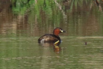 Little Grebe 上谷沼調整池 Thu, 4/11/2024