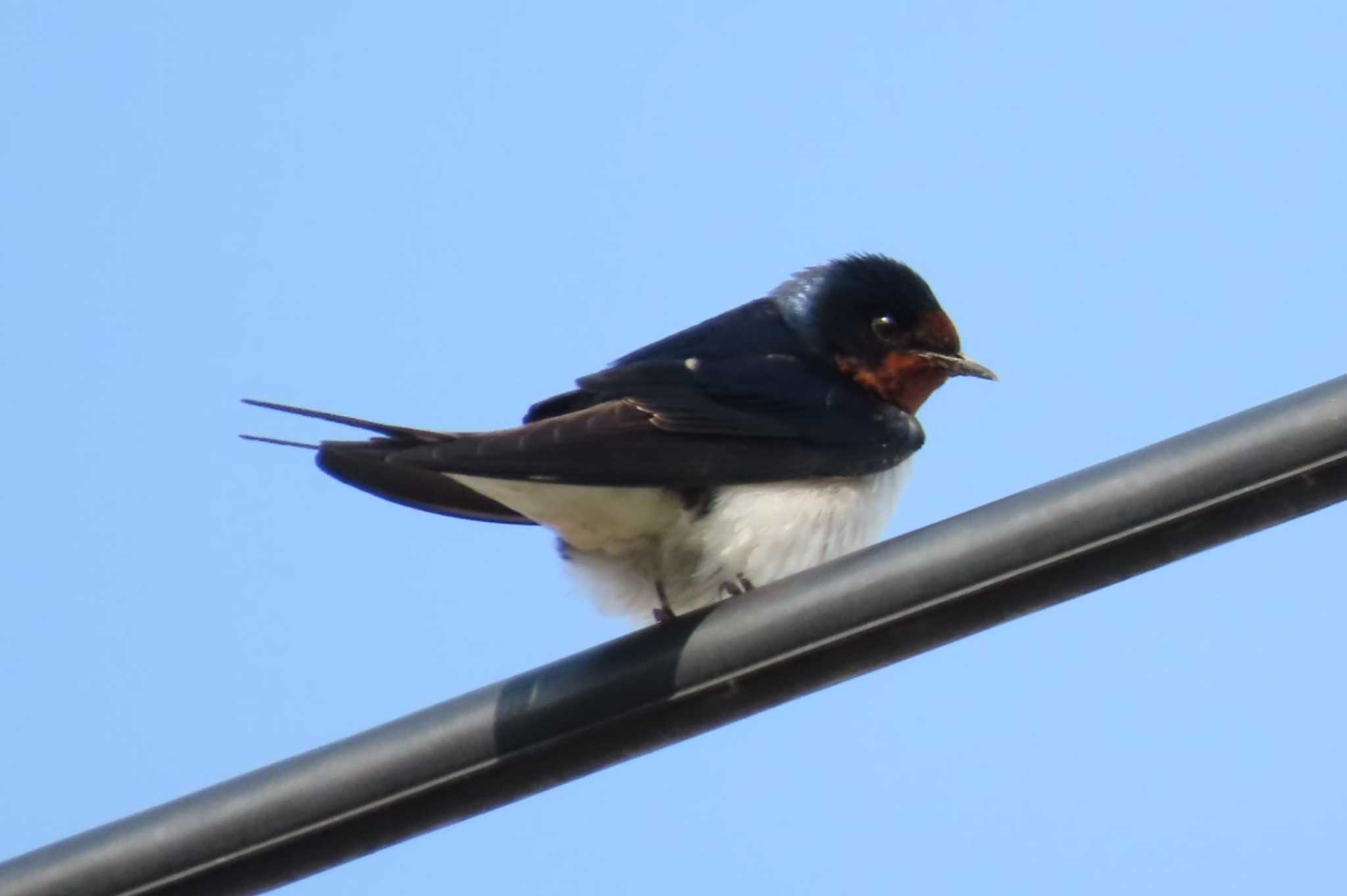 Photo of Barn Swallow at 上谷沼調整池 by ほおじろうず