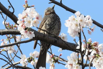 ヒヨドリ 上谷沼調整池 2024年4月11日(木)