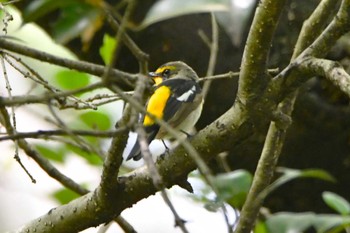 Narcissus Flycatcher Hikarigaoka Park Thu, 4/11/2024