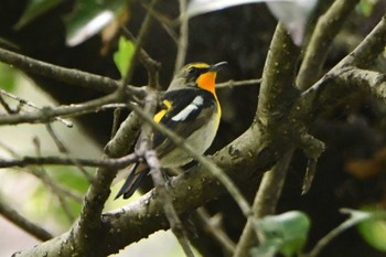 Narcissus Flycatcher Hikarigaoka Park Thu, 4/11/2024