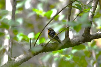 Narcissus Flycatcher Hikarigaoka Park Thu, 4/11/2024