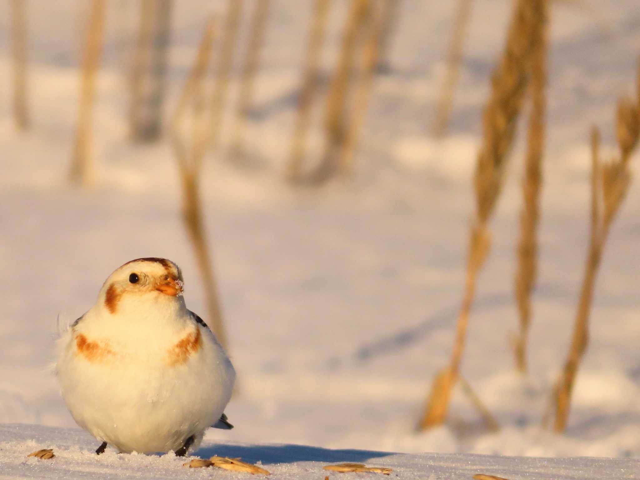 Snow Bunting