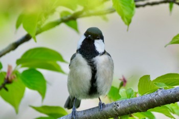 Japanese Tit 大高緑地 Wed, 4/10/2024