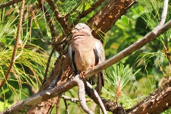 Spotted Dove ベトナム Sat, 3/30/2024