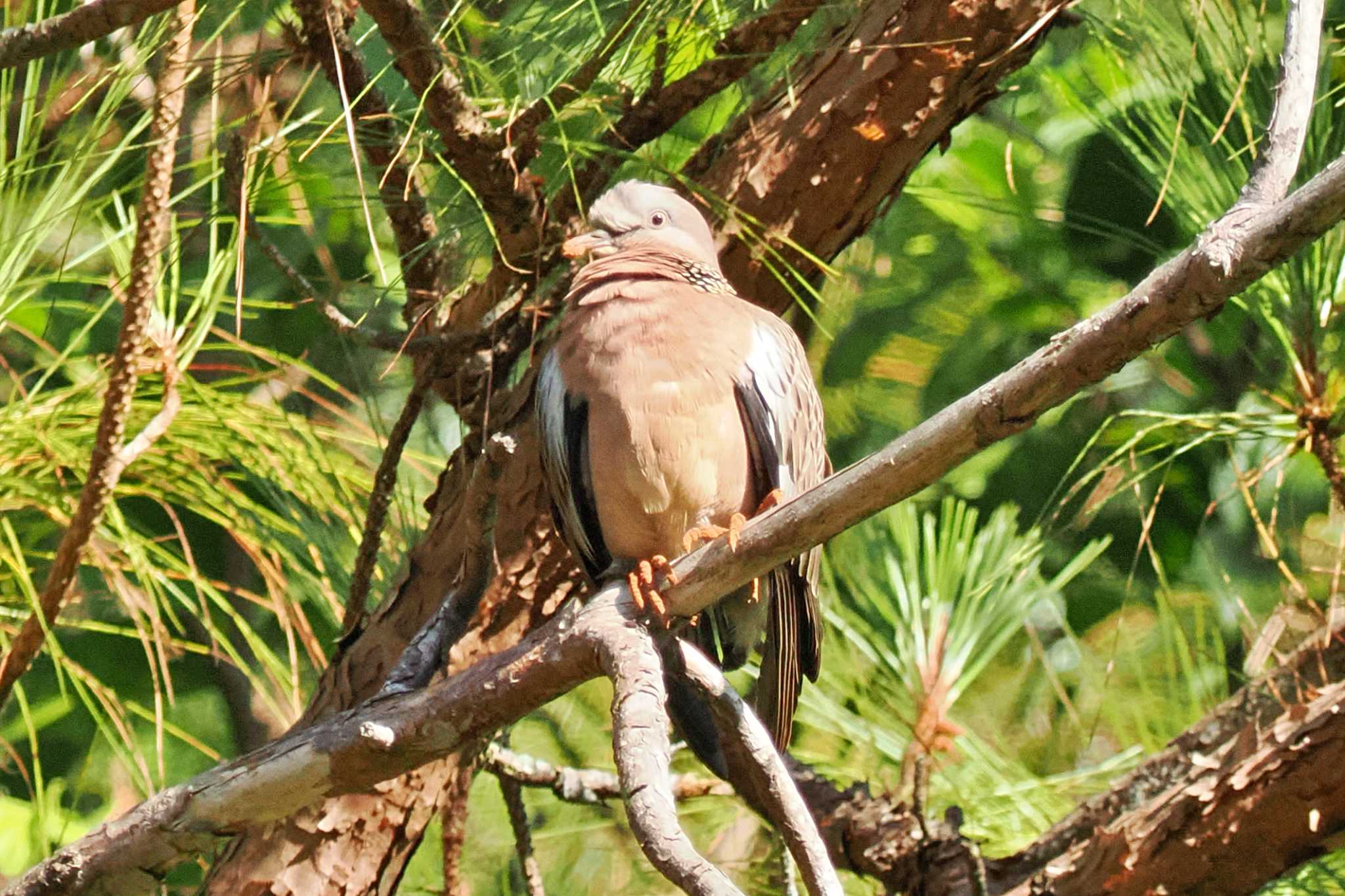 Photo of Spotted Dove at ベトナム by 藤原奏冥